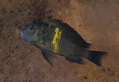 Tropheus sp. 'black' Kifumbwe
